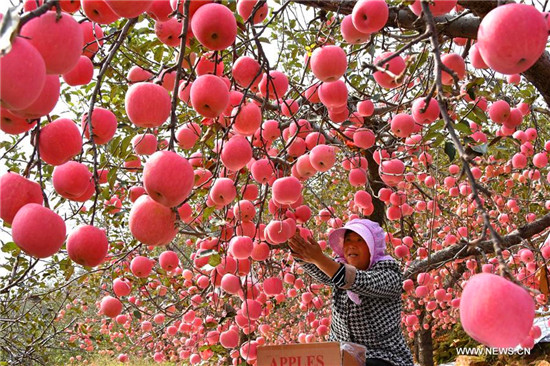 E China's Shandong witnesses apple harvest
