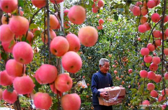 E China's Shandong witnesses apple harvest