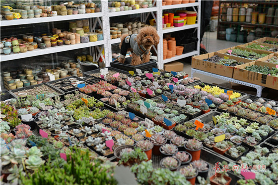 Flowers decorate the New Year