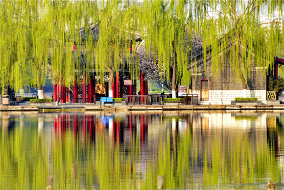 Spring pours colors into Daming Lake