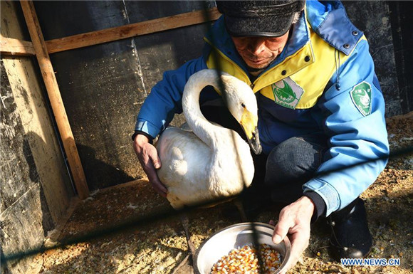 'Swan guard' devoted to protection of swans for over 40 years in East China<BR>