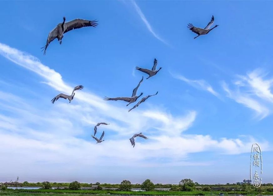 Beauty of the Yellow River Estuary Ecotourism Area