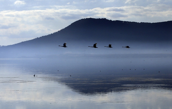 Swans add beauty to Rongcheng lake