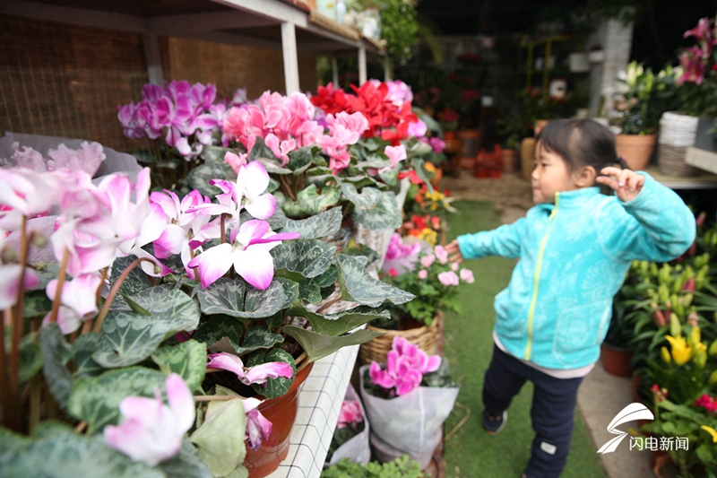 Flowers enjoy brick sales as Spring Festival approaches