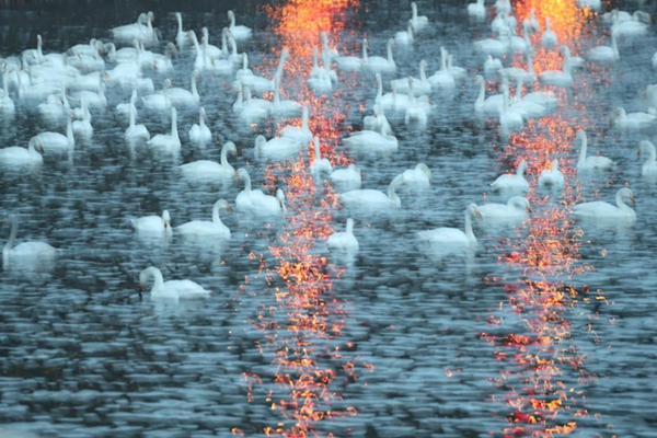 Different kind of swan lake