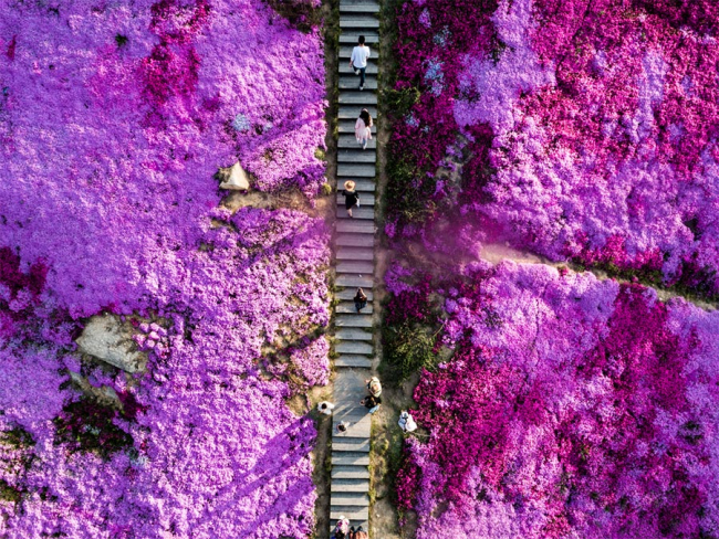 Flowers and trees add colors to spring