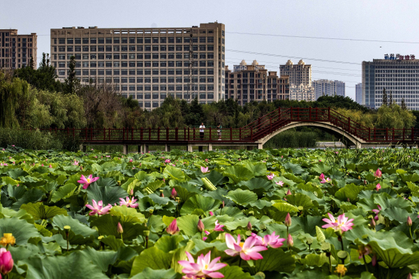 Lotus flowers in full bloom at Penglai wetland park