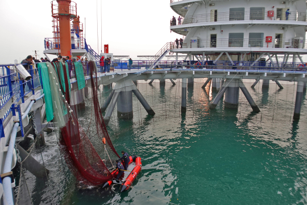 Yantai marine ranch welcomes fish harvest season