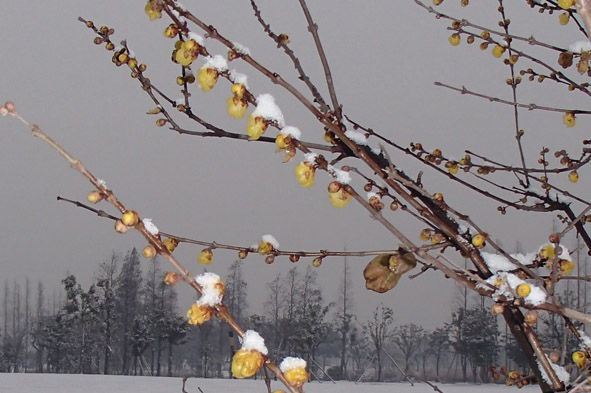 Chenshan Garden sees beautiful snowfall