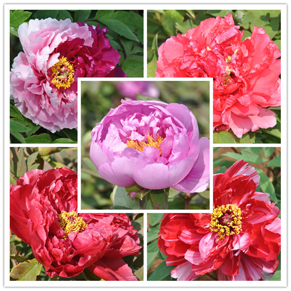 Peonies in Chenshan in full bloom