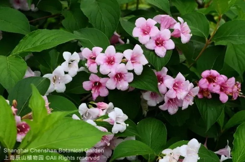 Floral note to get about vibrant colors in season