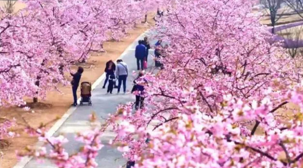 Sheshan cherry boulevard: a dreamlike pink world