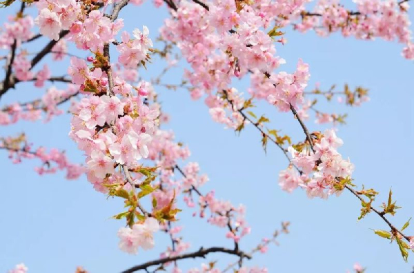 Sheshan cherry boulevard: a dreamlike pink world