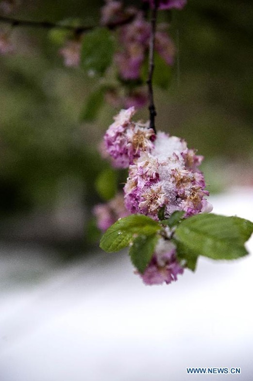 Snowfall hits Taiyuan, N China