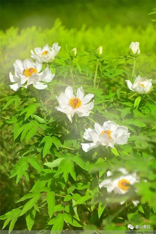 Stunning blossoms adorn Mount Tai
