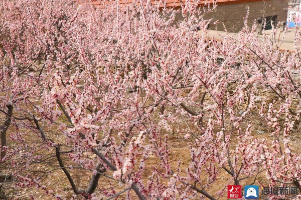 Blooming apricot flowers attract visitors to Tai'an village