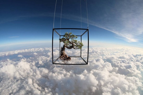 Bonsai launches into space<BR>日式盆栽飛上太空(圖)