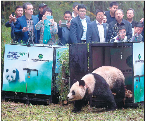Reintroduction debate continues to rage