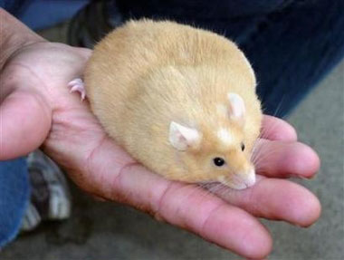 An overweight mouse sits in a human hand in this undated handout photograph provided by the Royal Society for the Prevention of Cruelty to Animals (RSPCA). Australia is a nation of pet lovers but it may be loving its animals to death as pet owners pass on rising levels of obesity by overfeeding their cats and dogs, says the country's main animal welfare body May 24, 2006. (RSPCA/Handout/Reuters) 