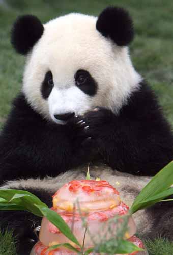 Jing Jing has first birthday after chosen as Olympic mascot