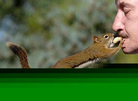 Red squirrel 