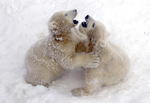 Twin polar bear cubs make first debut