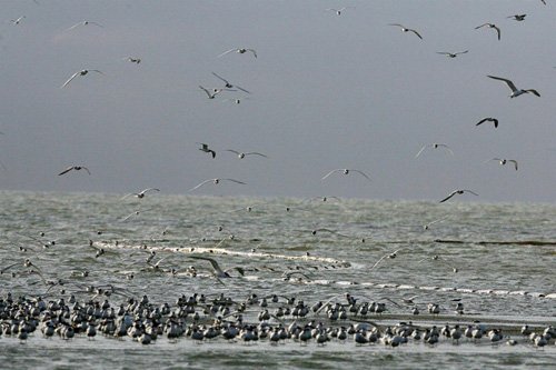 US oil spill threatens wildlife
