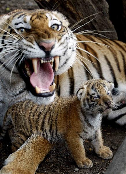 Cute tiger cubs and mother at animal refuge center