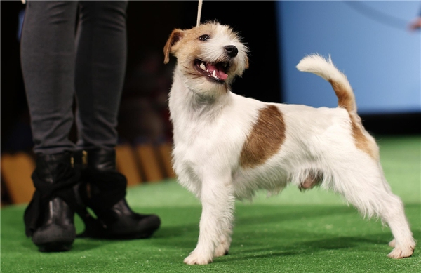 Dog Show