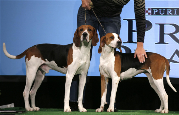Dog Show
