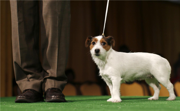 Dog Show