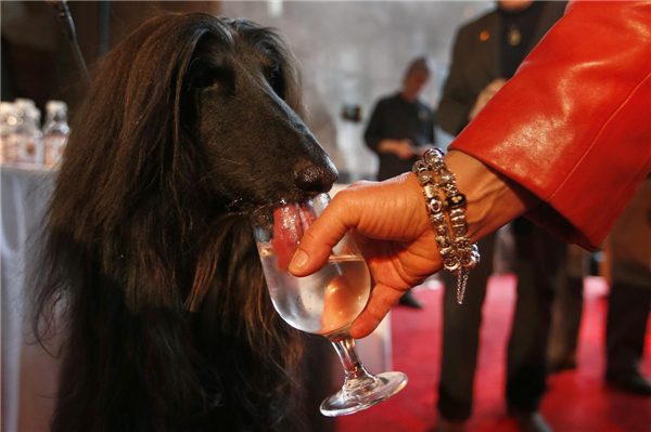 Dog Show