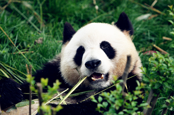 We love bamboo