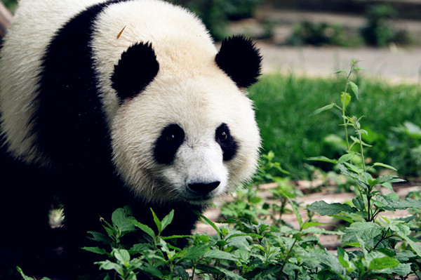 We love bamboo