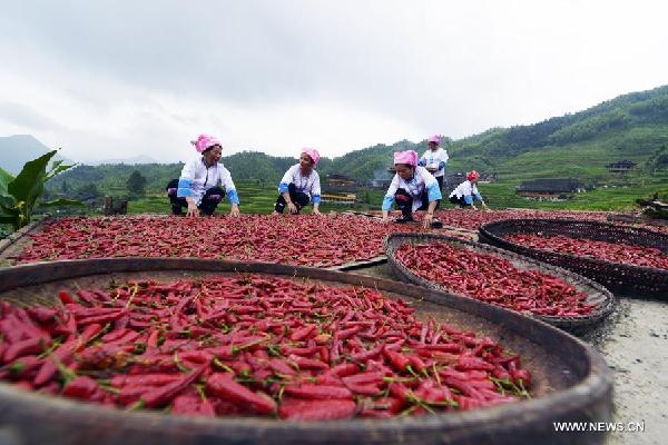 Pepper enters harvest season in S. China
