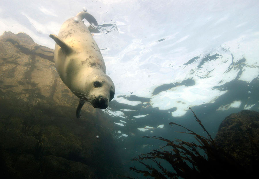 A British heaven island for wildlife