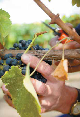 Wine journey