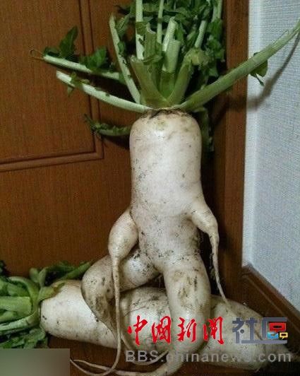 成精的蘿卜君！《大根逃亡記》爆紅