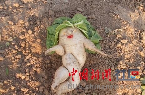 成精的蘿卜君！《大根逃亡記》爆紅