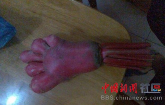 成精的蘿卜君！《大根逃亡記》爆紅
