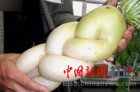 成精的蘿卜君！《大根逃亡記》爆紅
