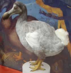 滅絕動物盤點(diǎn) 斑驢:半身斑馬半身馬(組圖)