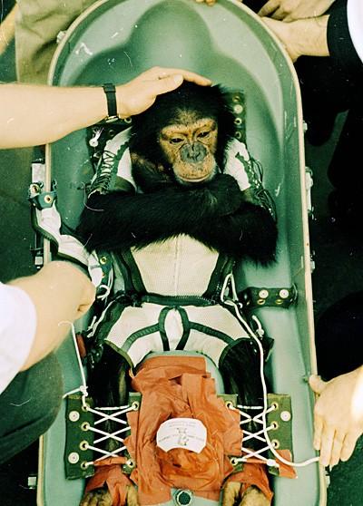 盤點進(jìn)入太空的動物宇航員：部分英勇殉職(圖)