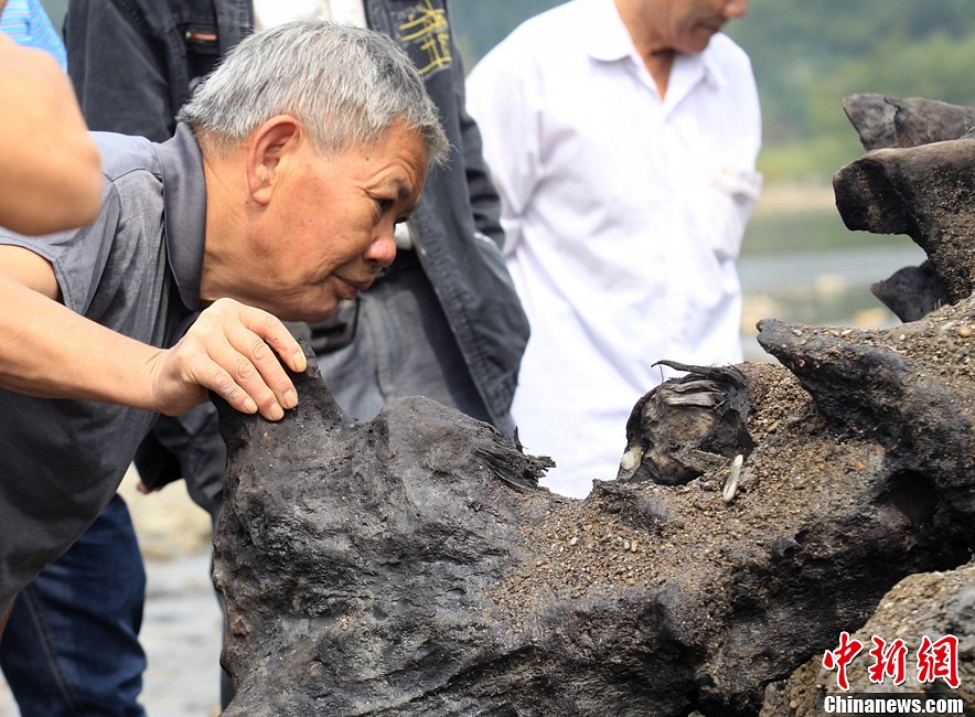 80噸重千年古樹現(xiàn)世 埋藏地下至少500年