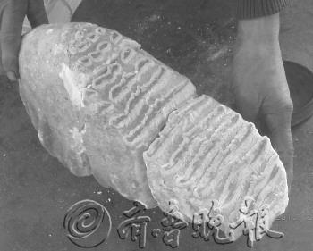 山東臨沂疑現(xiàn)5萬(wàn)年前象牙化石 已經(jīng)初步確認(rèn)(圖)