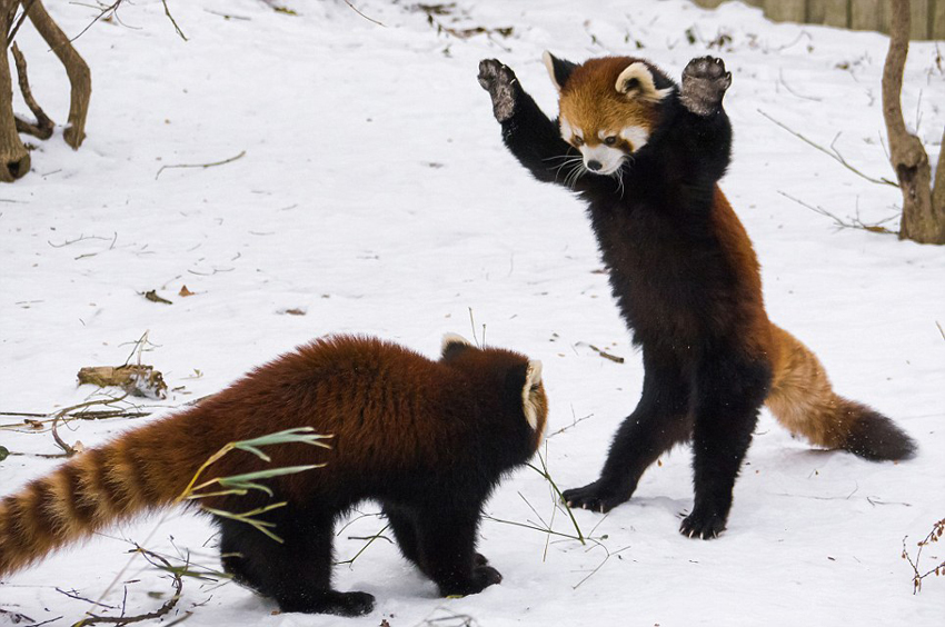 逗趣！美動物園小熊貓雪中嬉鬧打滾(組圖)