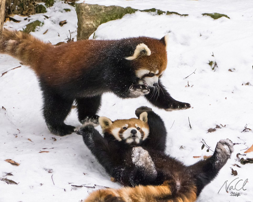 逗趣！美動物園小熊貓雪中嬉鬧打滾(組圖)
