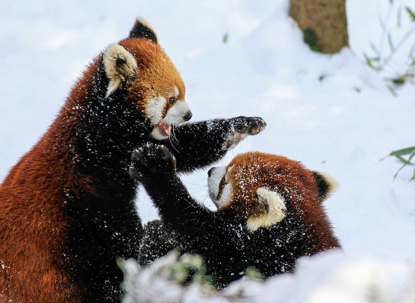 逗趣！美動(dòng)物園小熊貓雪中嬉鬧打滾(組圖)