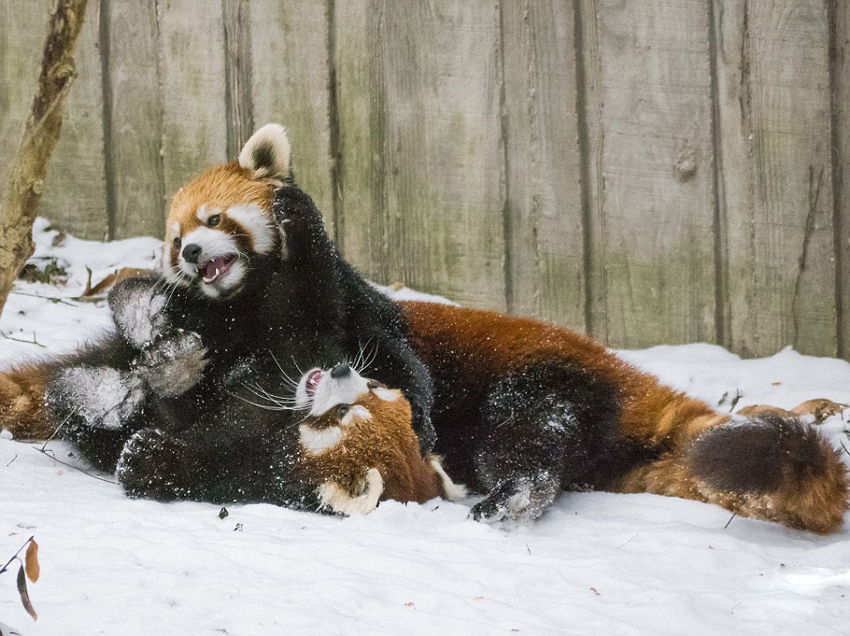 逗趣！美動(dòng)物園小熊貓雪中嬉鬧打滾(組圖)