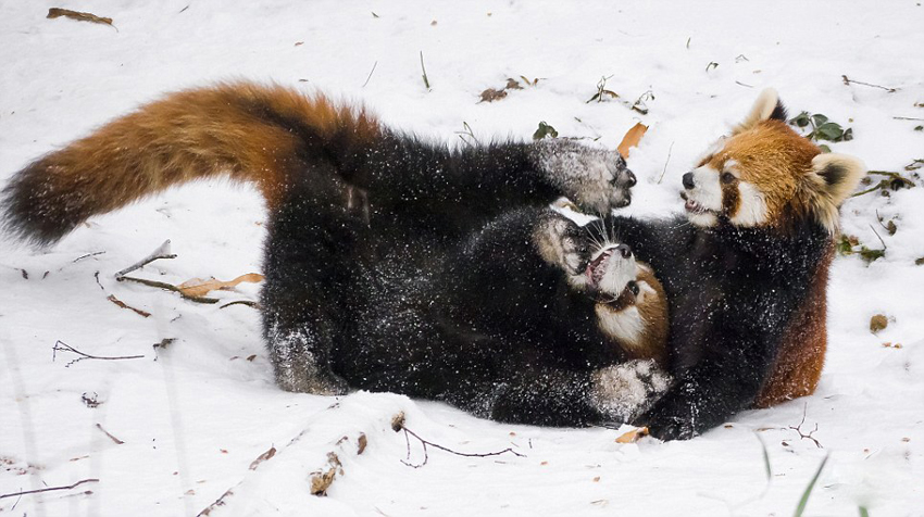 逗趣！美動物園小熊貓雪中嬉鬧打滾(組圖)